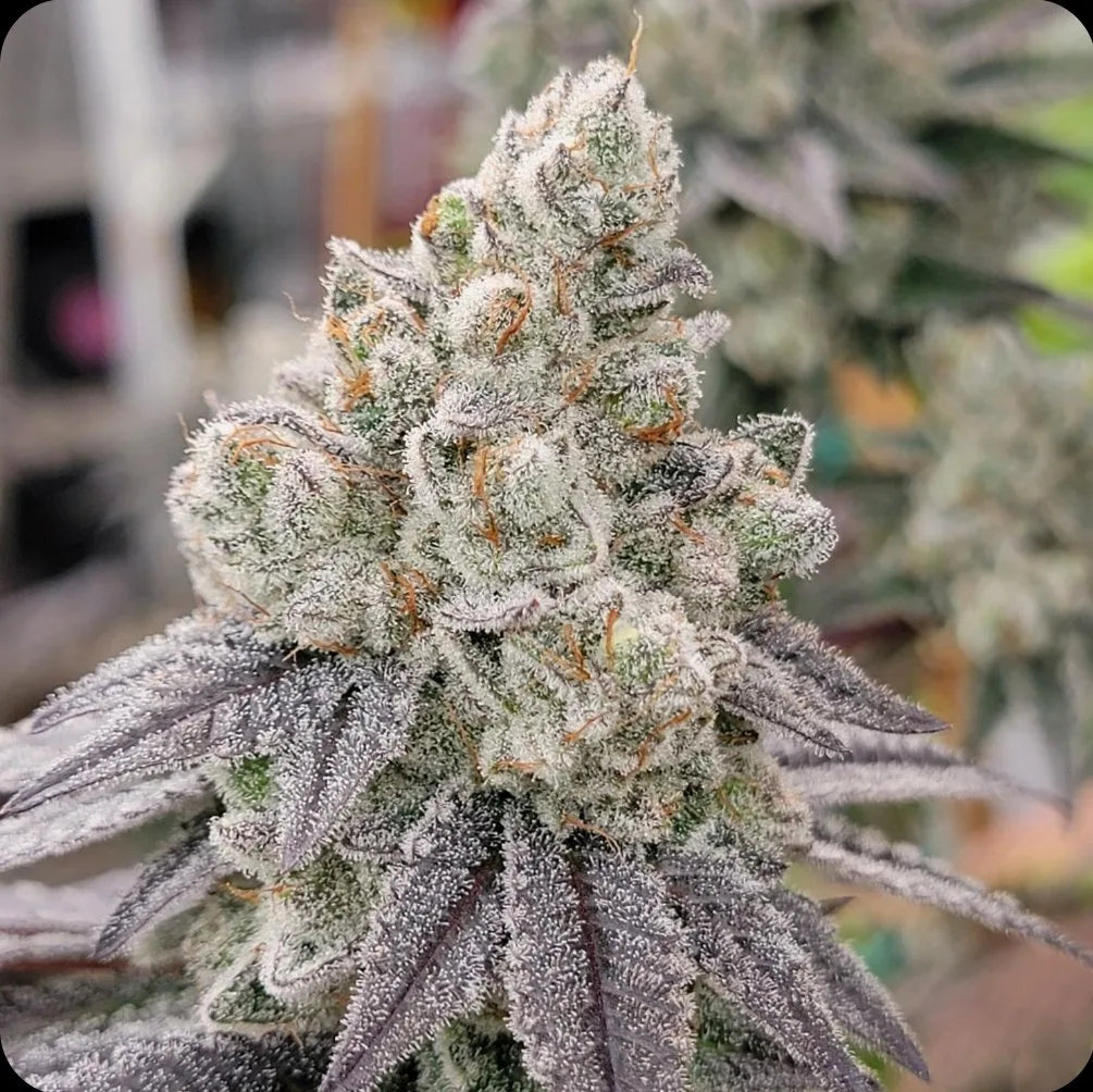 Fugazi Funk (Ziplock Seeds Cut)