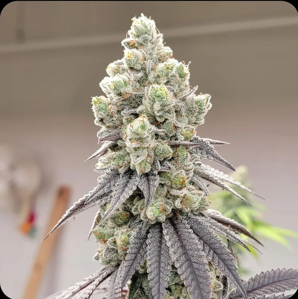 Fugazi Funk (Ziplock Seeds Cut)