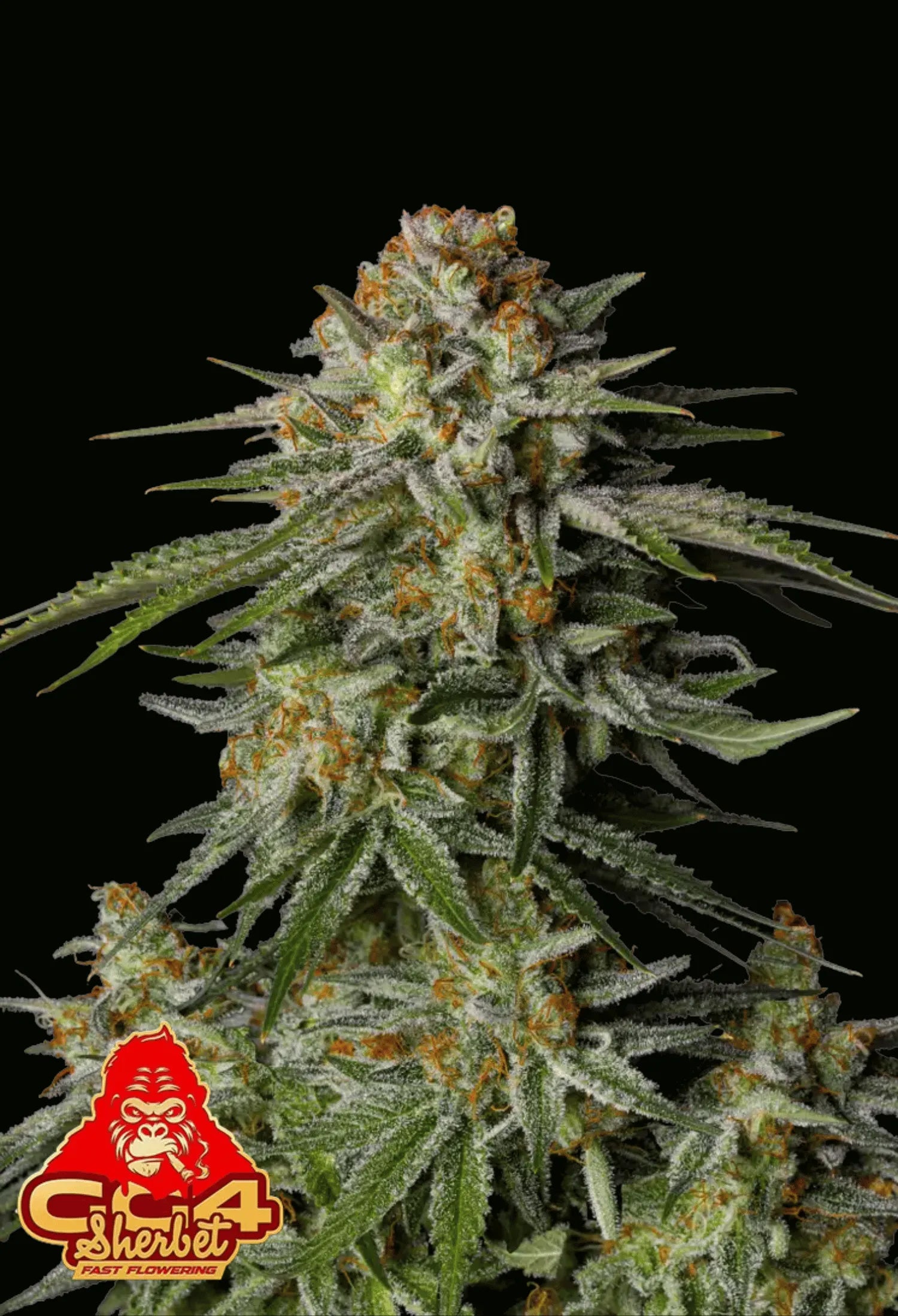 420Fastbuds GG4 Sherbert FF Cannabispflanze mit klebrigen Buds und erdigem Sherbert-Duft – schnellblühende Hybrid-Genetik mit starker Wirkung