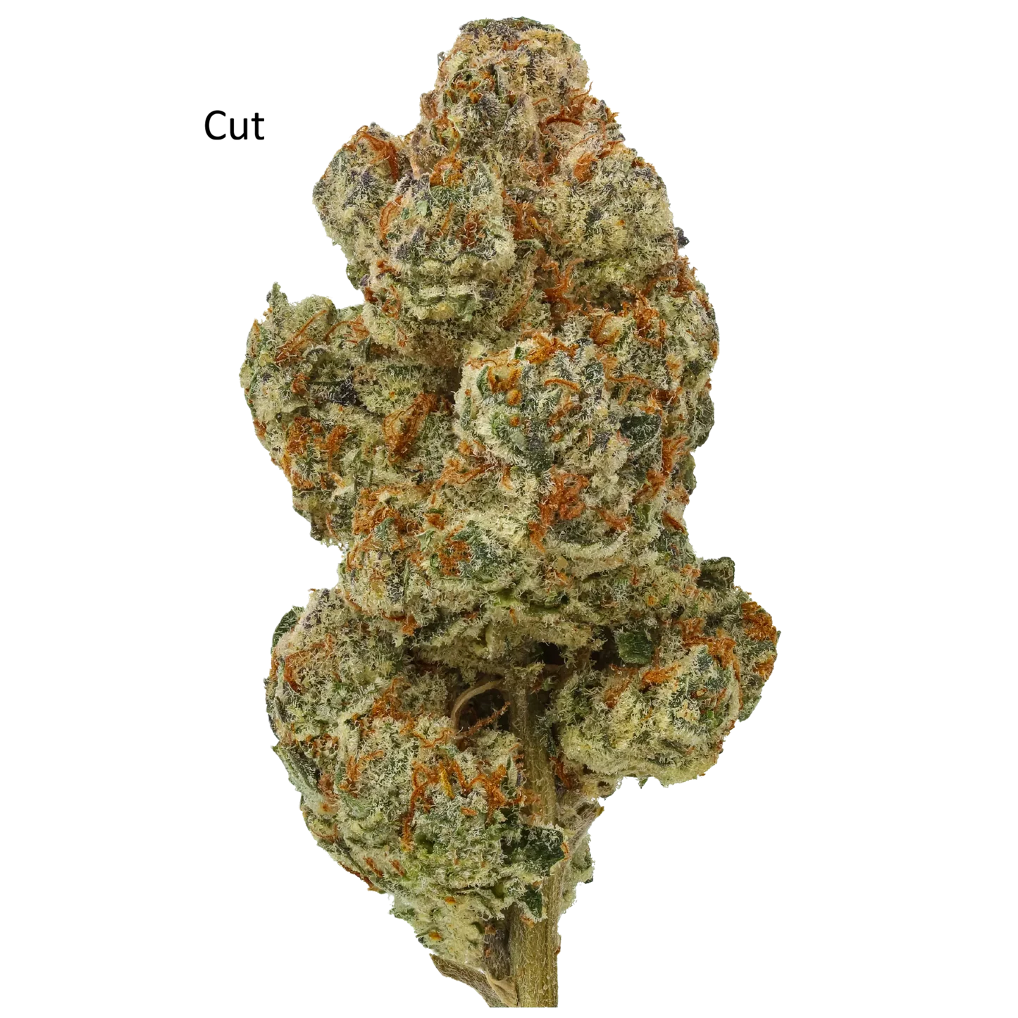 Gastronaut #105 (Clearwater Genetics Cut)