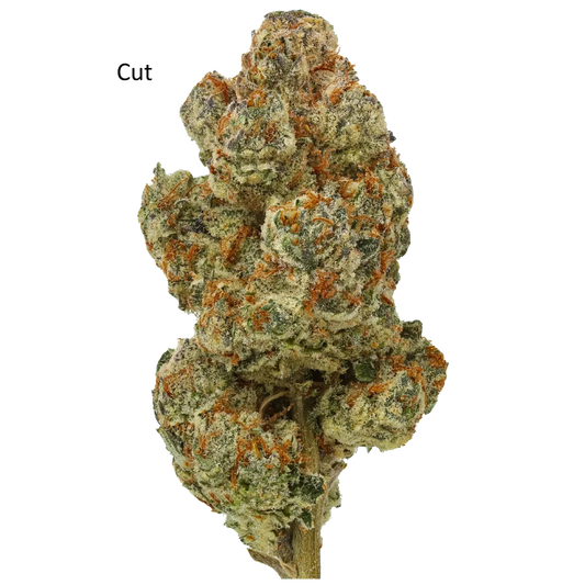 Gastronaut #105 (Clearwater Genetics Cut)