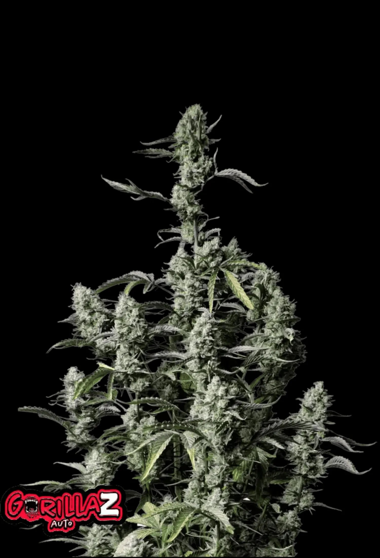 420Fastbuds Gorilla Z Cannabispflanze mit kompakten, harzreichen Buds – potenter Hybrid mit Zkittlez-Einschlag aus Autoflowering-Samen