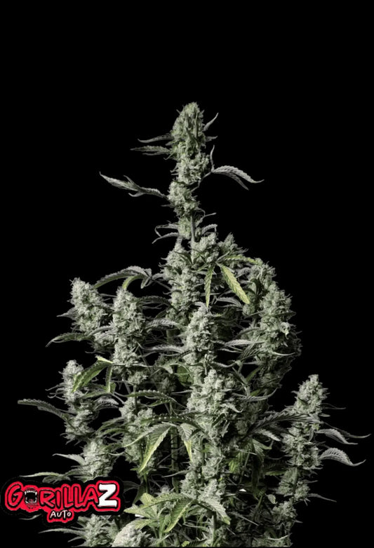 420Fastbuds Gorilla Z Cannabispflanze mit kompakten, harzreichen Buds – potenter Hybrid mit Zkittlez-Einschlag aus Autoflowering-Samen