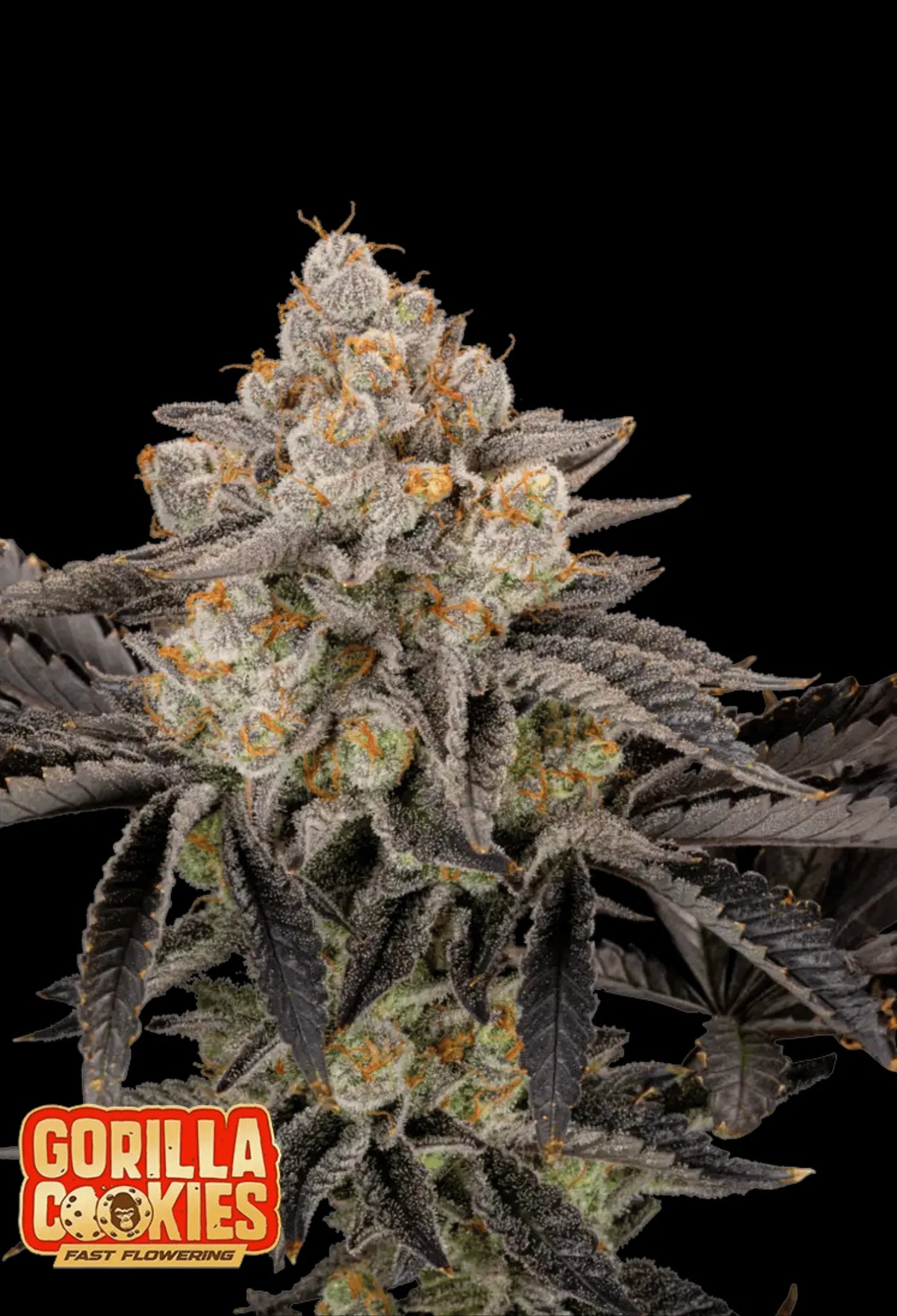420Fastbuds Gorilla Cookies FF Cannabispflanze mit dichten, frostigen Buds und süß-würzigem Cookie-Aroma – Fast Flowering Hybrid mit hohem THC-Gehalt