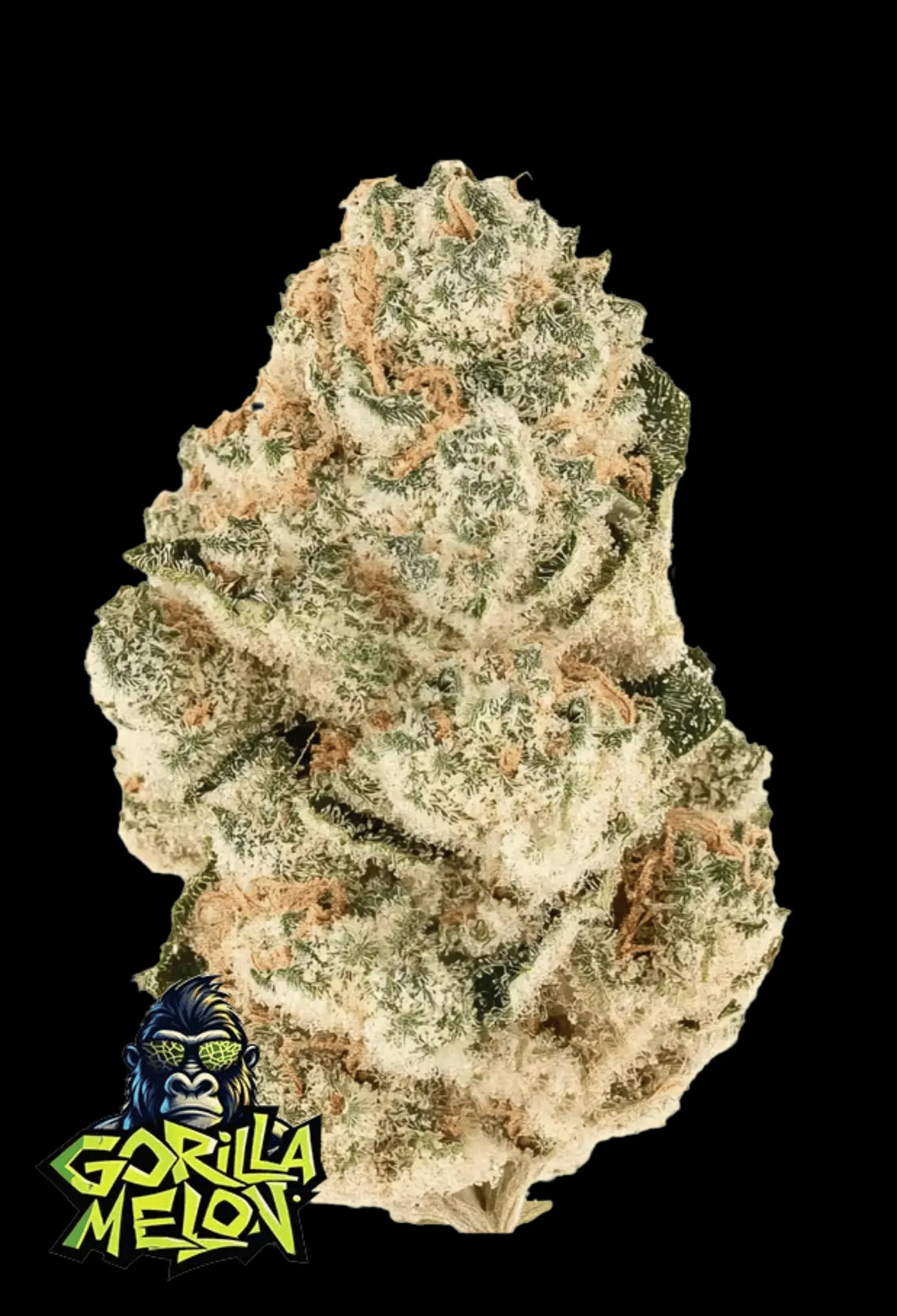 420Fastbuds Gorilla Melon Cannabispflanze mit großen, harzbedeckten Buds und fruchtigem Melonenaroma – feminisierte Sorte mit starkem Indica-Einschlag