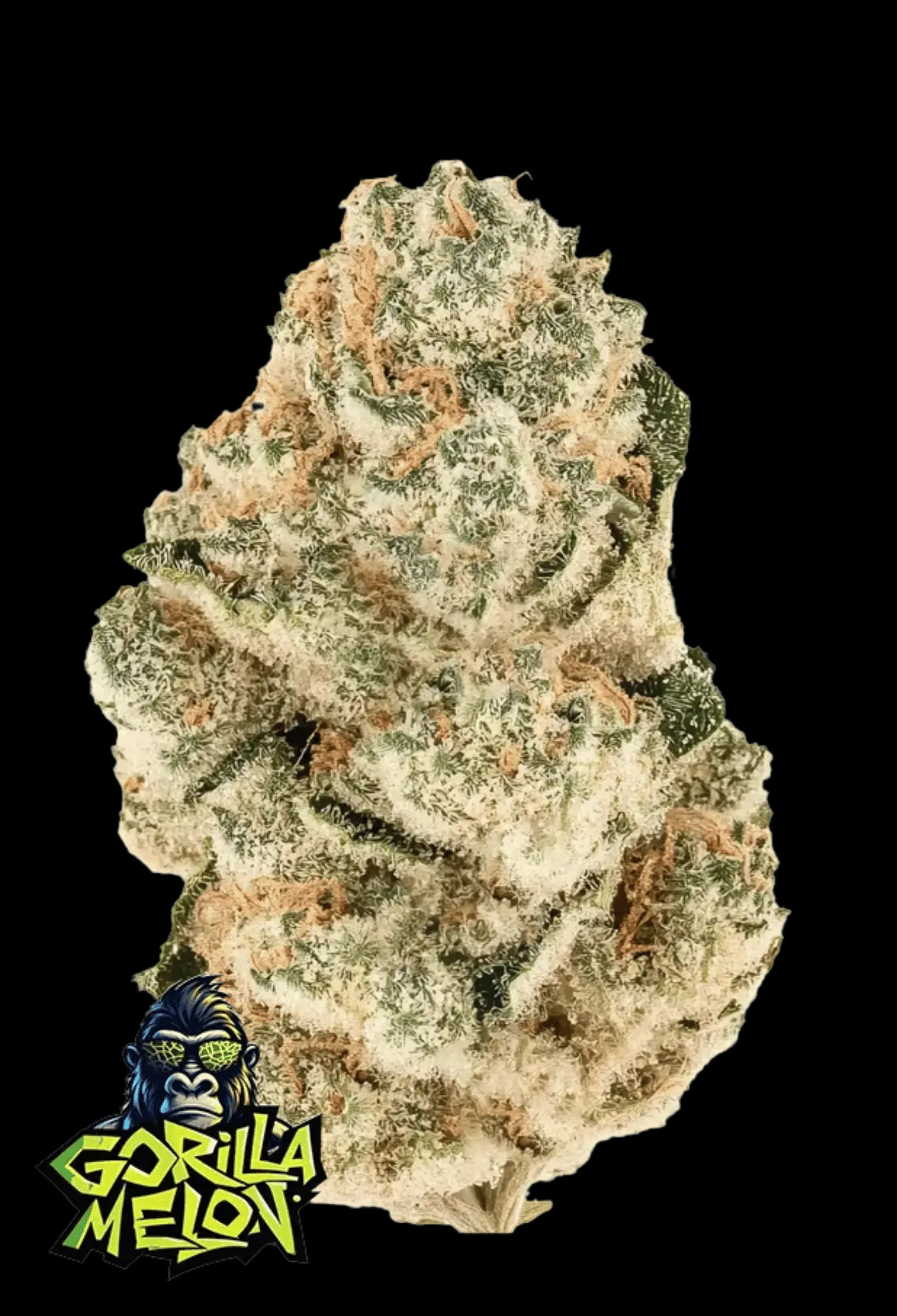 420Fastbuds Gorilla Melon Cannabispflanze mit großen, harzbedeckten Buds und fruchtigem Melonenaroma – feminisierte Sorte mit starkem Indica-Einschlag