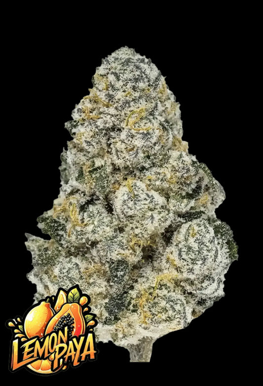 420Fastbuds Lemonpaya Cannabispflanze mit dicken, hellgrünen Buds und tropischem Zitrusduft – feminisierte Sorte mit fruchtigem Profil