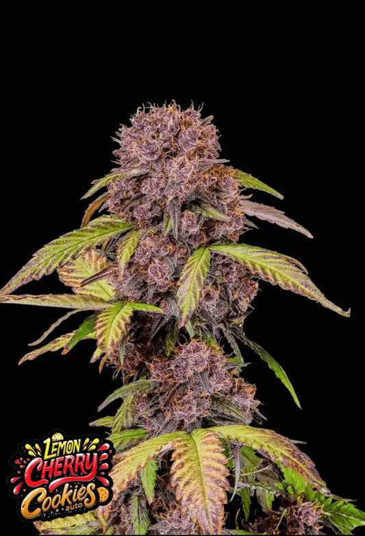 420Fastbuds Lemon Cherry Cookies Cannabispflanze mit farbenfrohen Buds und fruchtigem Duft – hochpotente Sorte aus Autoflowering-Samen