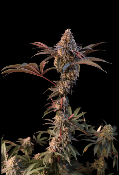 Lemon Cherry Runtz™ - 420Strainz