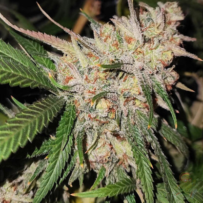 Melon Bluez