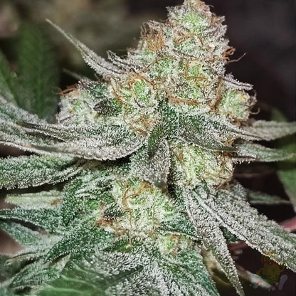 Melon Bluez