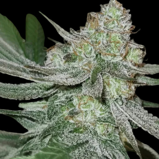 Melon Bluez - Woodpecker's Farm