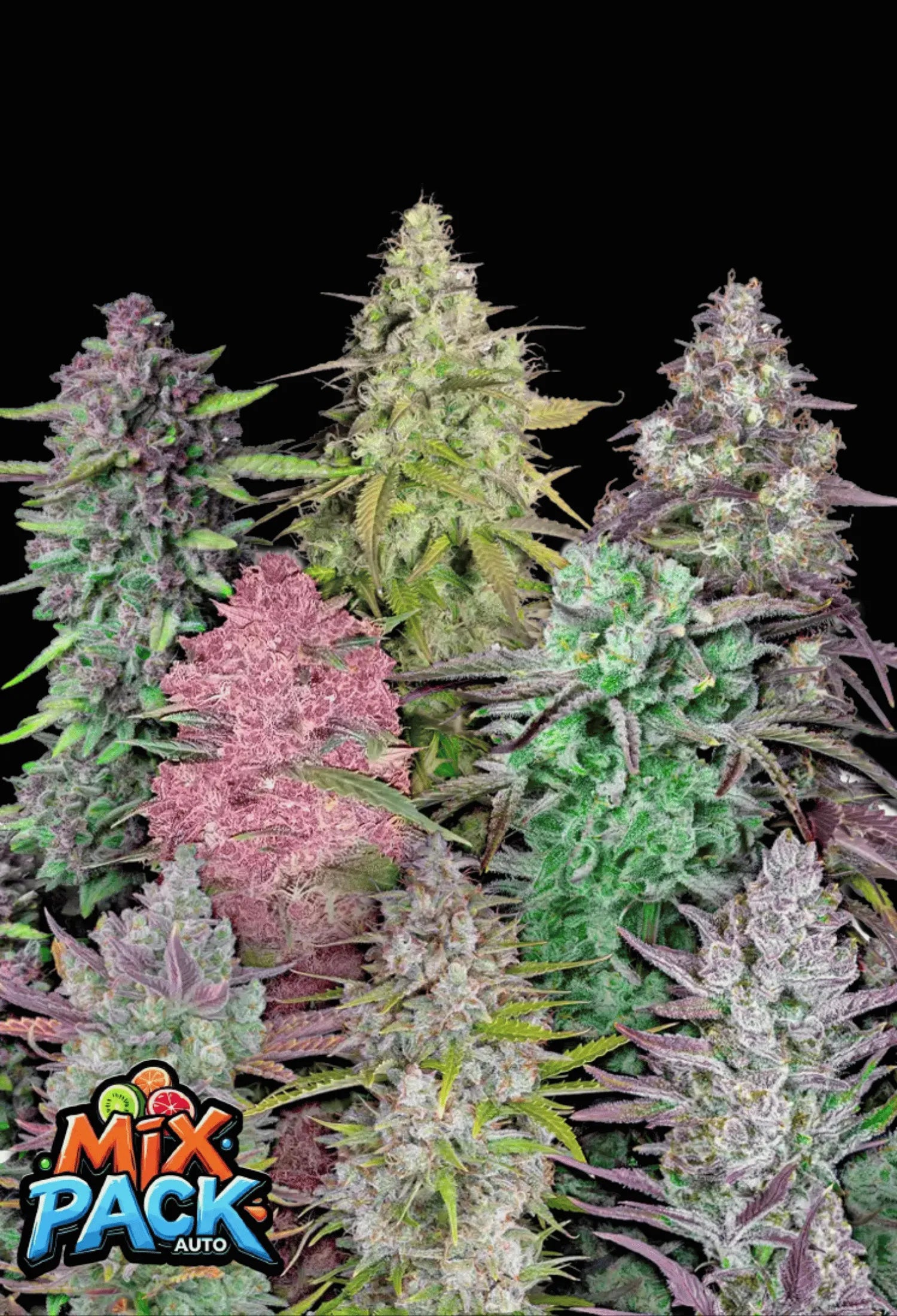 Mix Pack Auto - 420Strainz