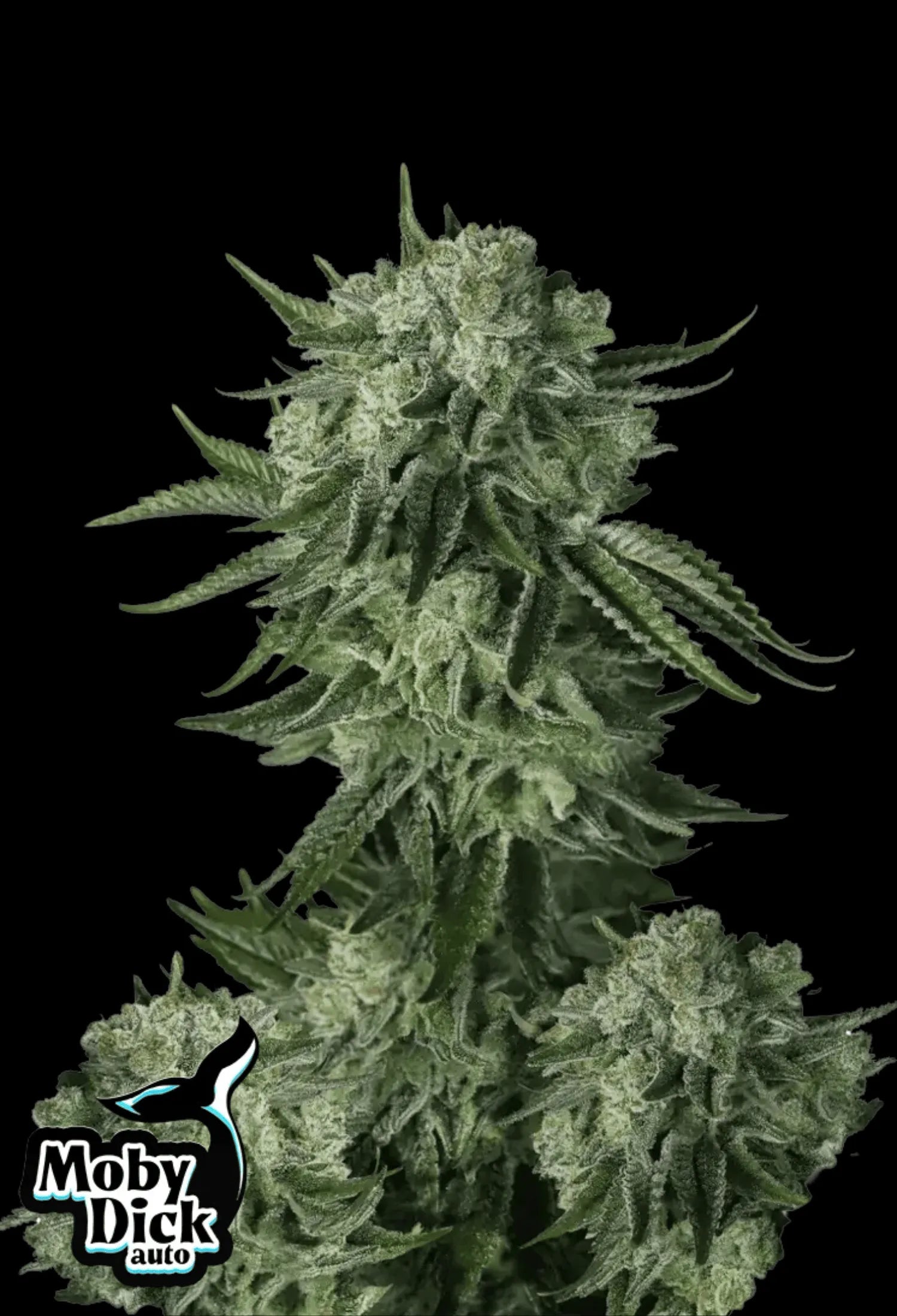 420Fastbuds Moby Dick Cannabispflanze mit kräftigem Wachstum, harzigen Buds und Zitrusduft – sativa-dominanter Autoflowering-Gigant