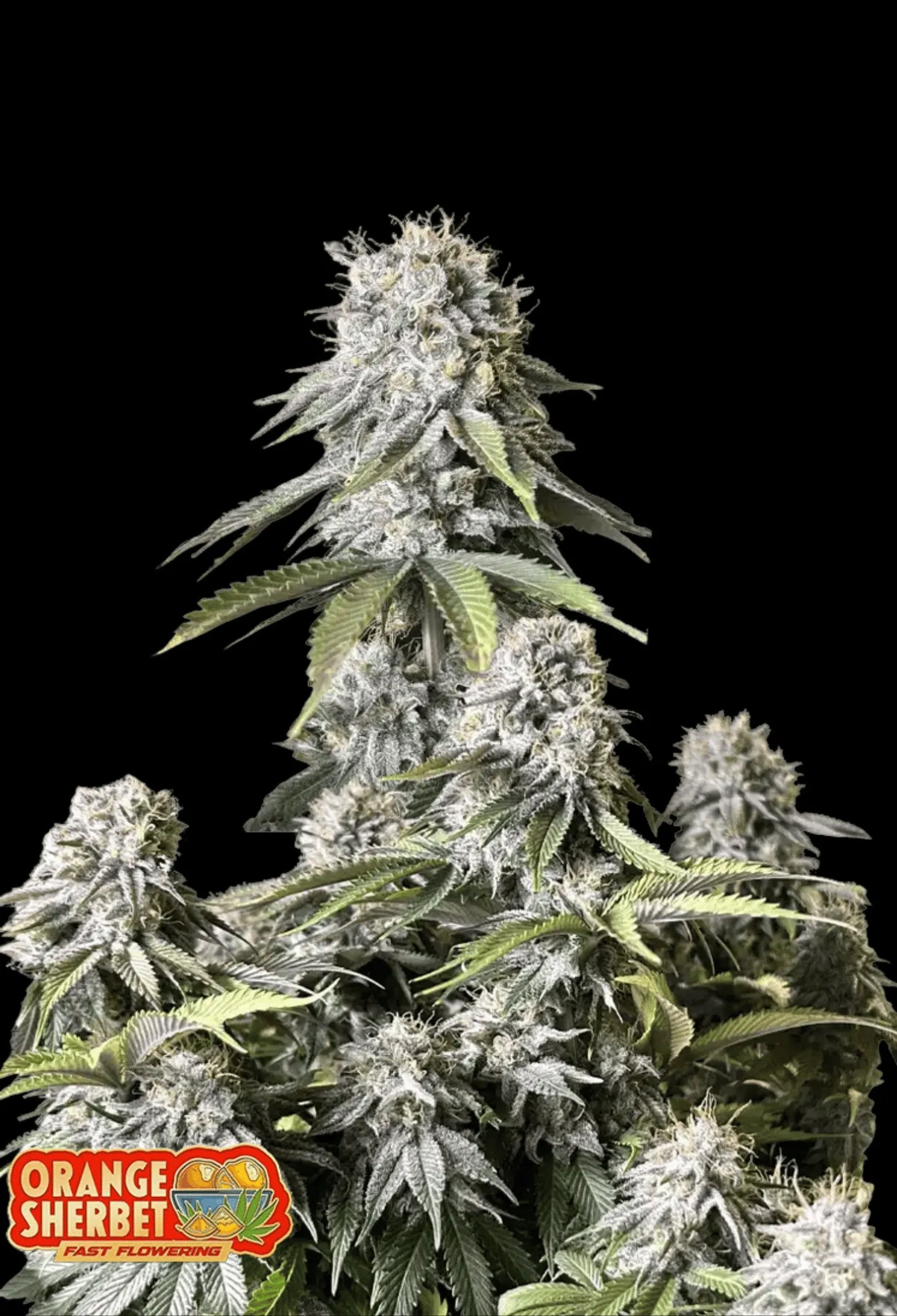 420Fastbuds Orange Sherbert FF Cannabispflanze mit orangen Akzenten und cremigem Citrus-Aroma – Fast Flowering Genetik mit starker Wirkung