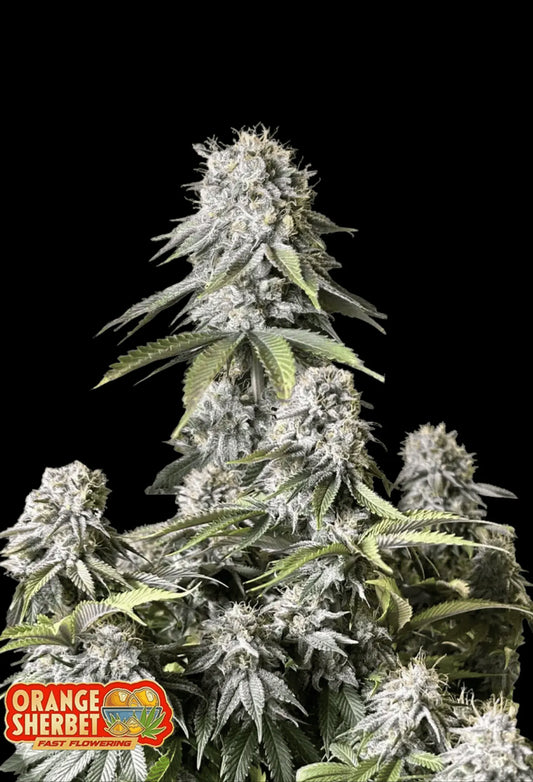 420Fastbuds Orange Sherbert FF Cannabispflanze mit orangen Akzenten und cremigem Citrus-Aroma – Fast Flowering Genetik mit starker Wirkung