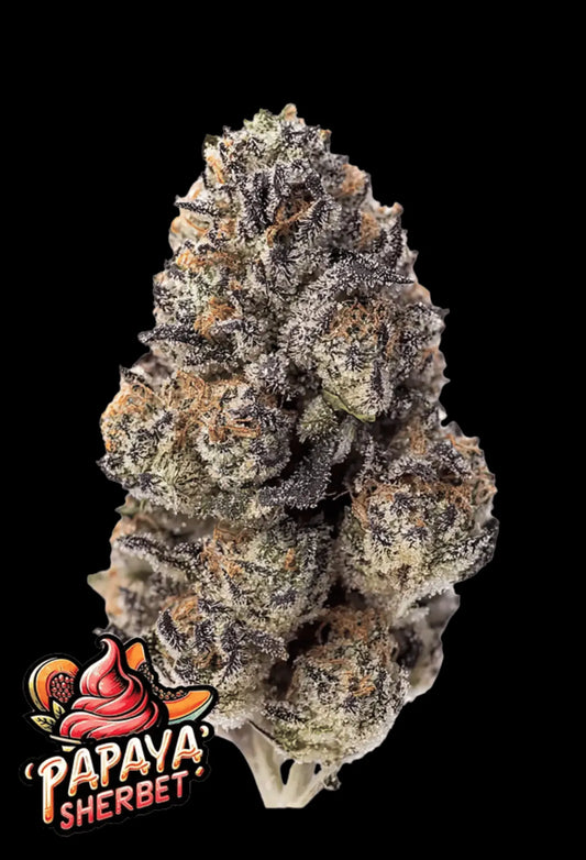 420Fastbuds Papaya Sherbert Cannabispflanze mit violetten Akzenten und tropischem Aroma – feminisierter süß-fruchtiger Hybrid 