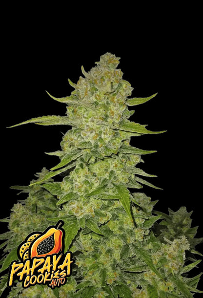 420Fastbuds Papaya Cookies Cannabispflanze mit fruchtigem Terpenprofil und harzbedeckten Buds – ausgewogener Hybrid mit entspannender Wirkung