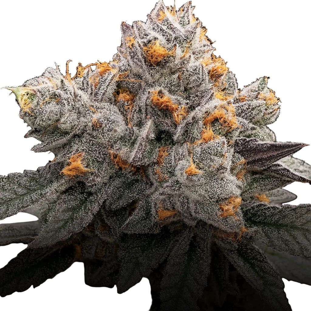 Permanent Chimera #35 - Woodpecker's Farm