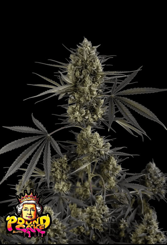 420Fastbuds Pound Cake Cannabispflanze mit dicken, harzreichen Buds – süßes Dessertaroma und starker Indica-Effekt aus Autoflowering-Samen