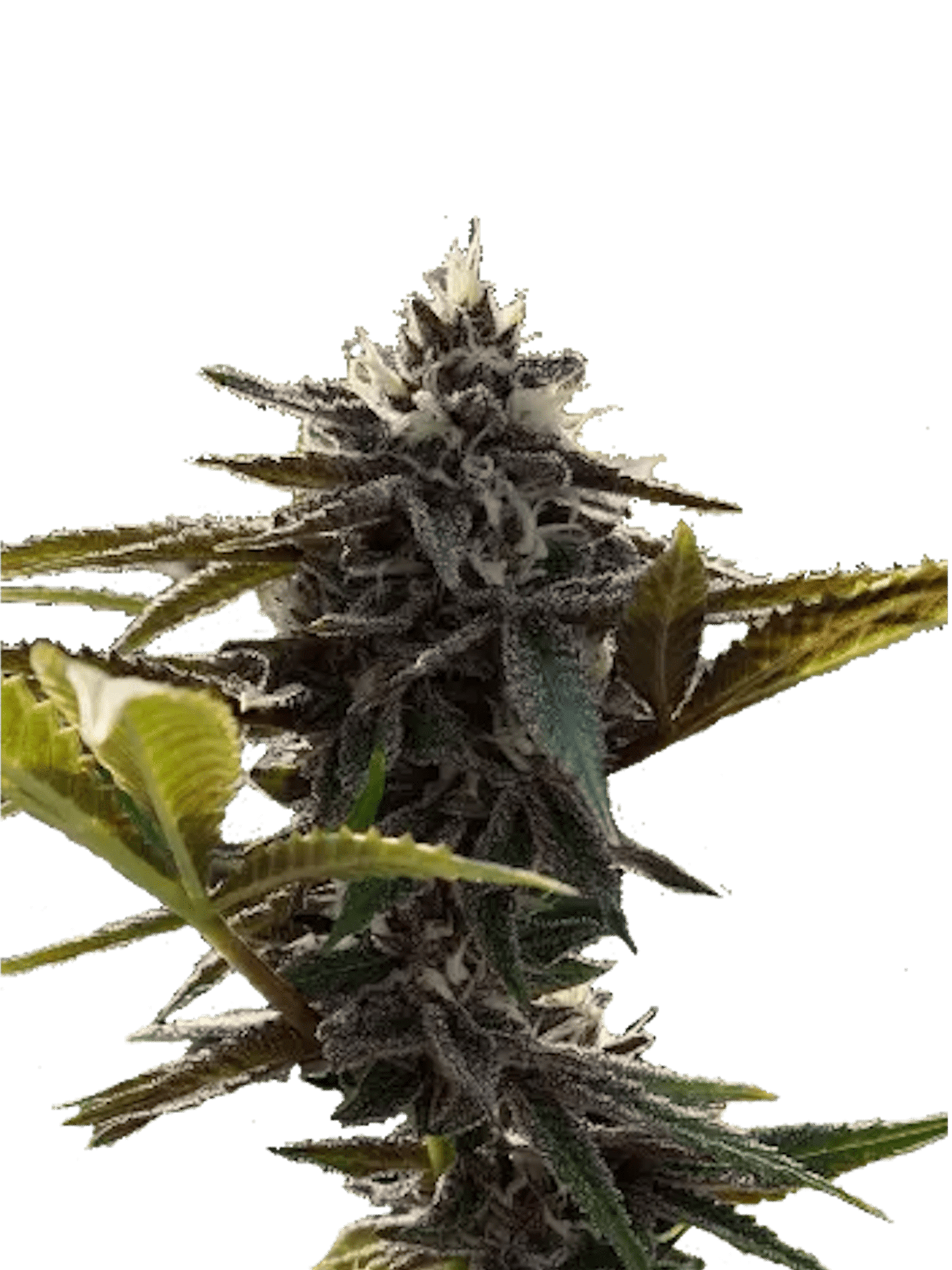 Punch Breath (US Cut) - Woodpecker's Farm