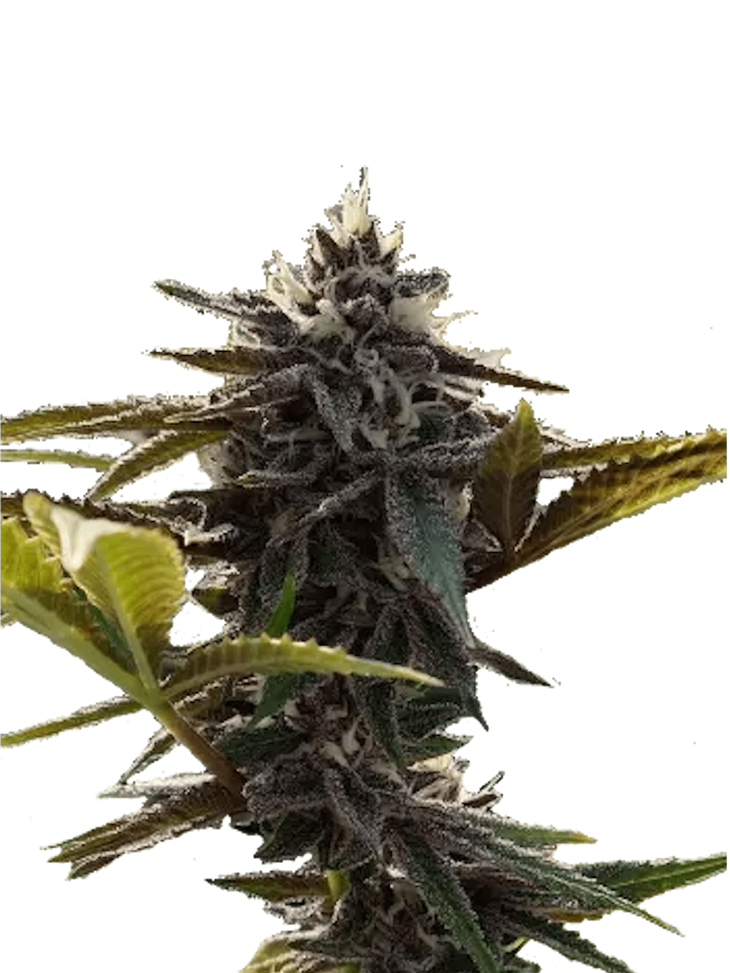 Punch Breath (US Cut) - Woodpecker's Farm