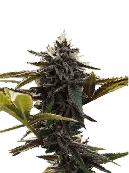Punch Breath (US Cut) - Woodpecker's Farm