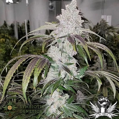 Punch Breath (US Cut) - Woodpecker's Farm