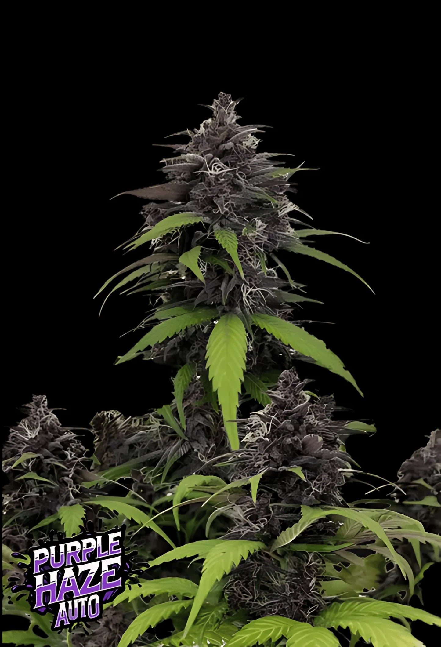 420Fastbuds Purple Haze Cannabispflanze mit violetten Buds und leuchtenden Trichomen – legendäre Sorte mit süß-würzigem Aroma aus feminisierten Samen