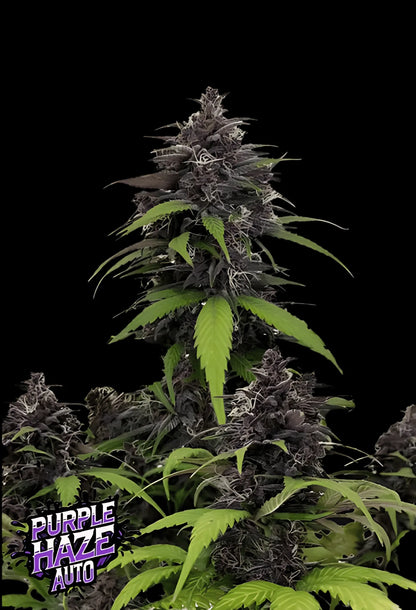 420Fastbuds Purple Haze Cannabispflanze mit violetten Buds und leuchtenden Trichomen – legendäre Sorte mit süß-würzigem Aroma aus feminisierten Samen