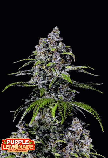 420Fastbuds Purple Lemonade FF Cannabispflanze mit violetten Buds und süß-zitronigem Terpenprofil – schnell blühender, ästhetischer Hybrid