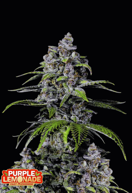 420Fastbuds Purple Lemonade FF Cannabispflanze mit violetten Buds und süß-zitronigem Terpenprofil – schnell blühender, ästhetischer Hybrid