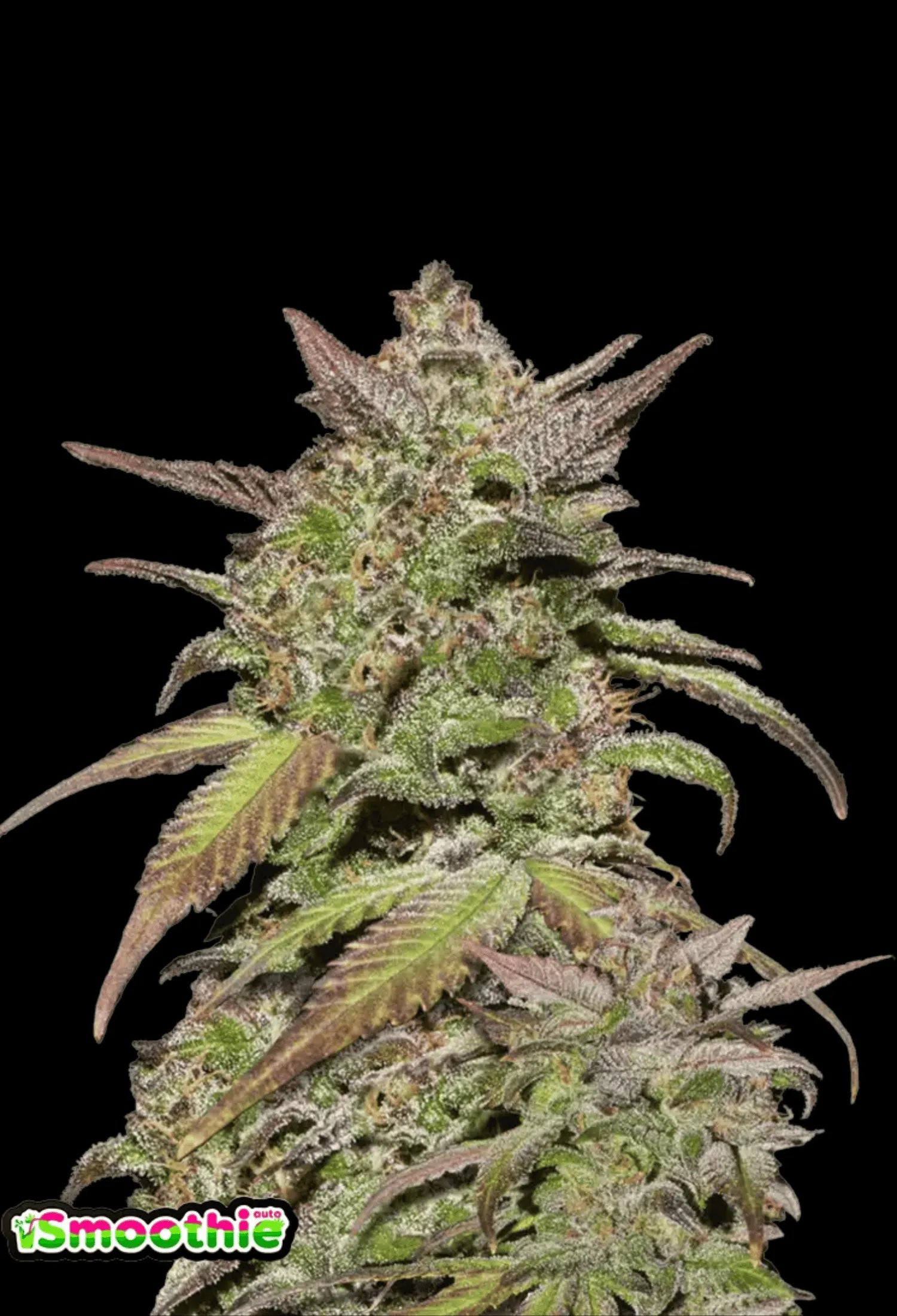 420Fastbuds Smoothie Cannabispflanze mit frostigen, lilafarbenen Buds – süßlich-cremiger Hybrid mit tropischem Geschmack