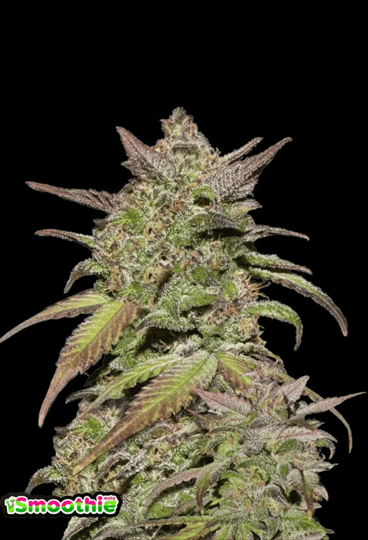 420Fastbuds Smoothie Cannabispflanze mit frostigen, lilafarbenen Buds – süßlich-cremiger Hybrid mit tropischem Geschmack