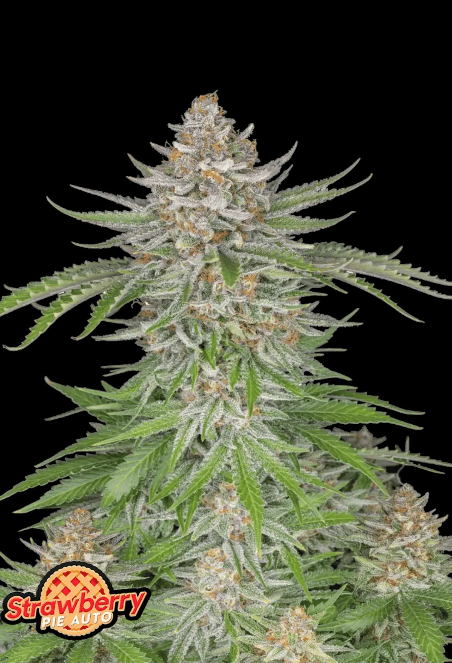 420Fastbuds Strawberry Pie Cannabispflanze mit violett-roten Farbtönen und süßem Erdbeerduft – indica-dominanter Autoflower mit fruchtigem Aroma