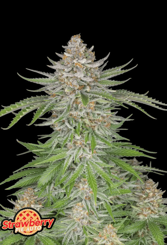 420Fastbuds Strawberry Pie Cannabispflanze mit violett-roten Farbtönen und süßem Erdbeerduft – indica-dominanter Autoflower mit fruchtigem Aroma