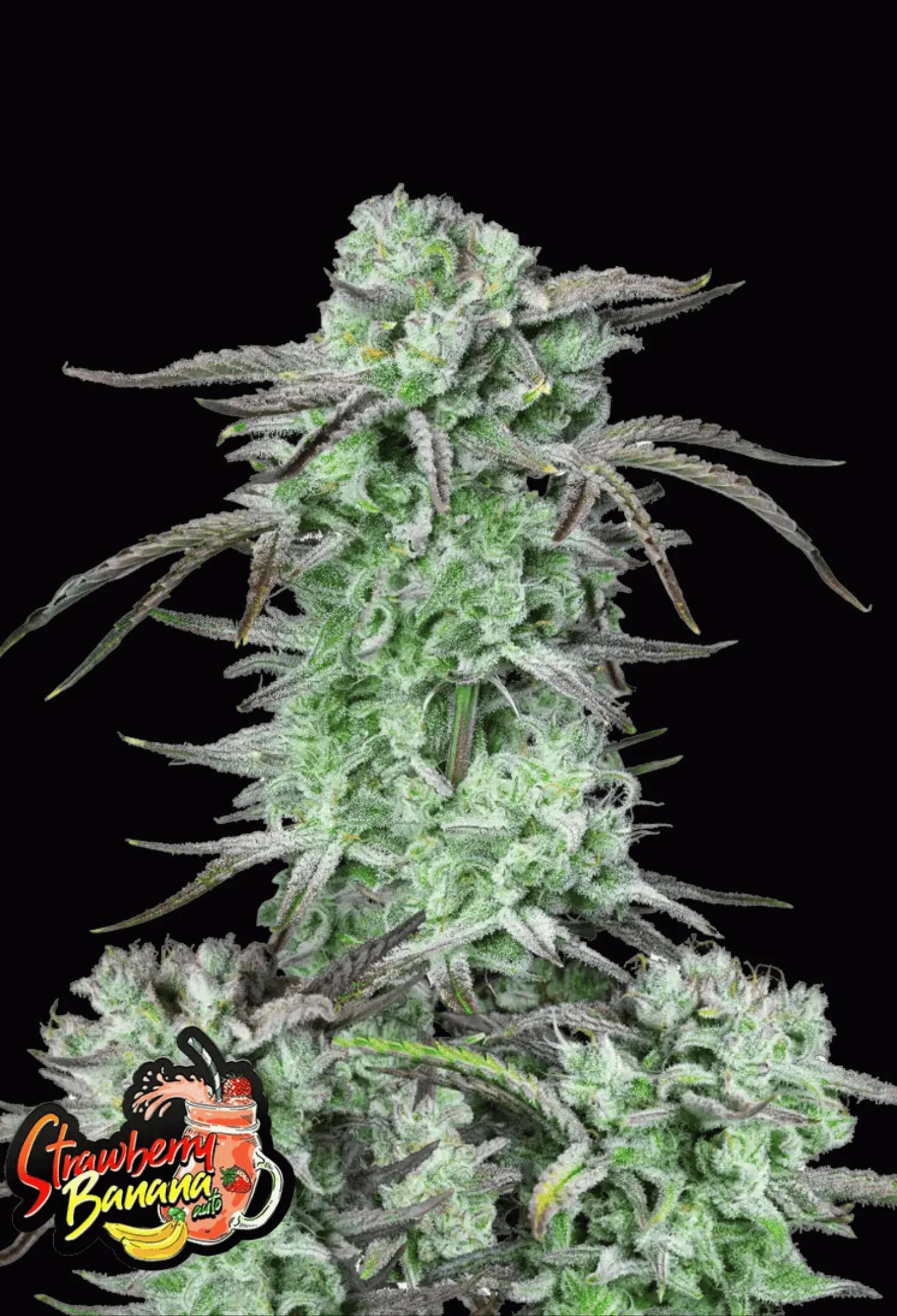 420Fastbuds Strawberry Banana Cannabispflanze mit frostigen Buds und tropisch-fruchtigem Aroma – entspannender Hybrid mit hoher Potenz