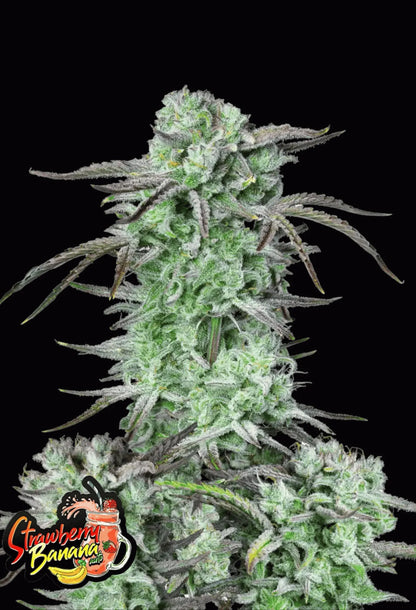 420Fastbuds Strawberry Banana Cannabispflanze mit frostigen Buds und tropisch-fruchtigem Aroma – entspannender Hybrid mit hoher Potenz