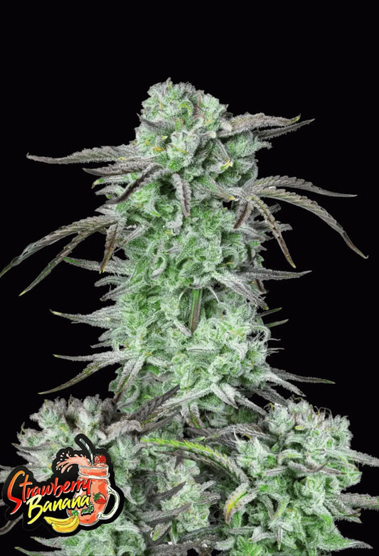 420Fastbuds Strawberry Banana Cannabispflanze mit frostigen Buds und tropisch-fruchtigem Aroma – entspannender Hybrid mit hoher Potenz