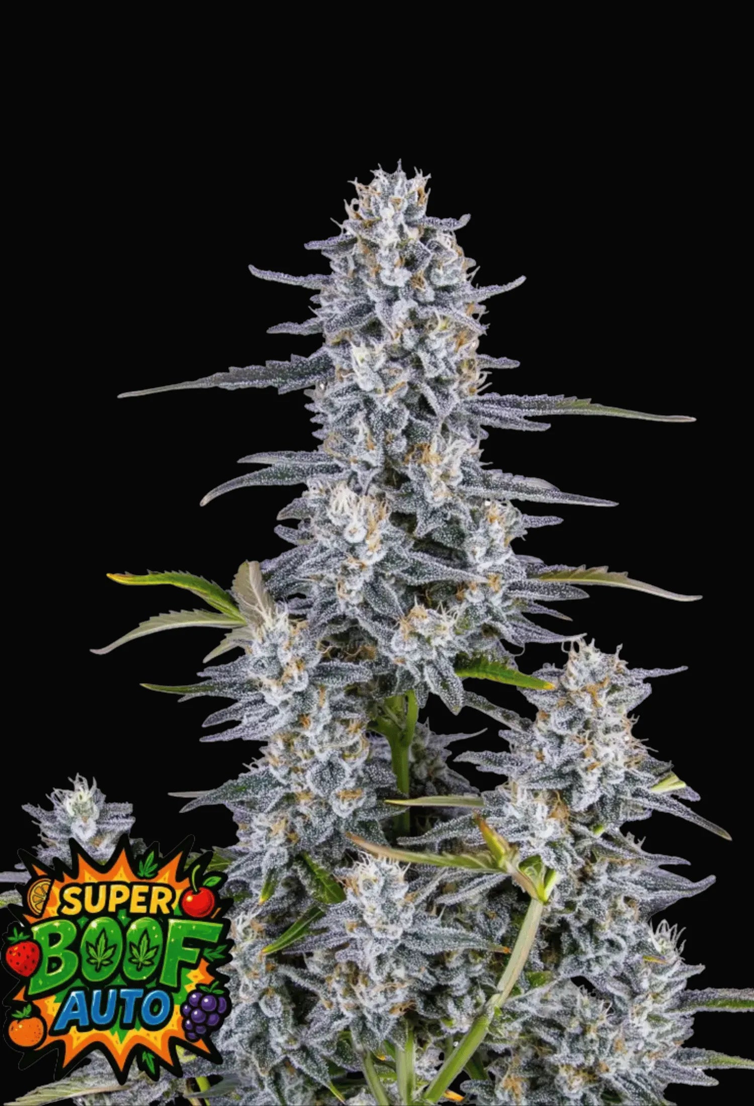 420Fastbuds Super Boof Cannabispflanze mit massiven Blüten und fruchtig-gasigem Terpenprofil – extrem potenter Hybrid für Kenner