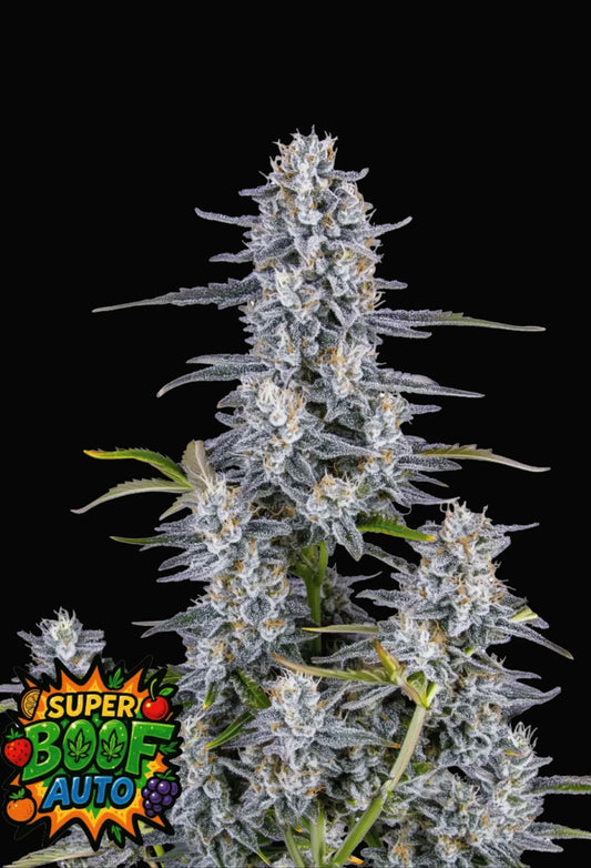420Fastbuds Super Boof Cannabispflanze mit massiven Blüten und fruchtig-gasigem Terpenprofil – extrem potenter Hybrid für Kenner