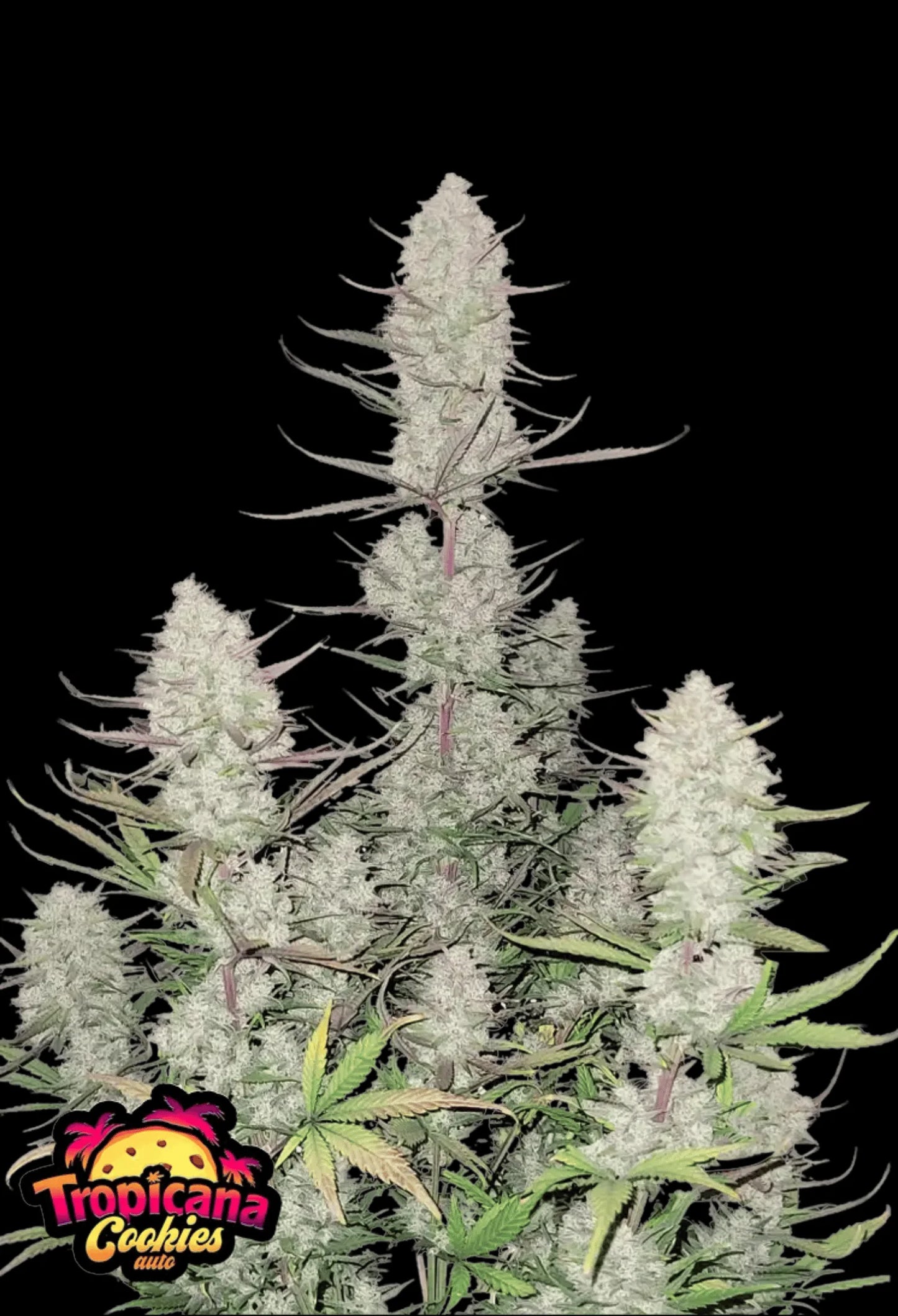420Fastbuds Tropicana Cookies Cannabispflanze mit pink-lila Buds und süß-zitrischem Aroma – visuell eindrucksvoller Autoflower mit 27 % THC