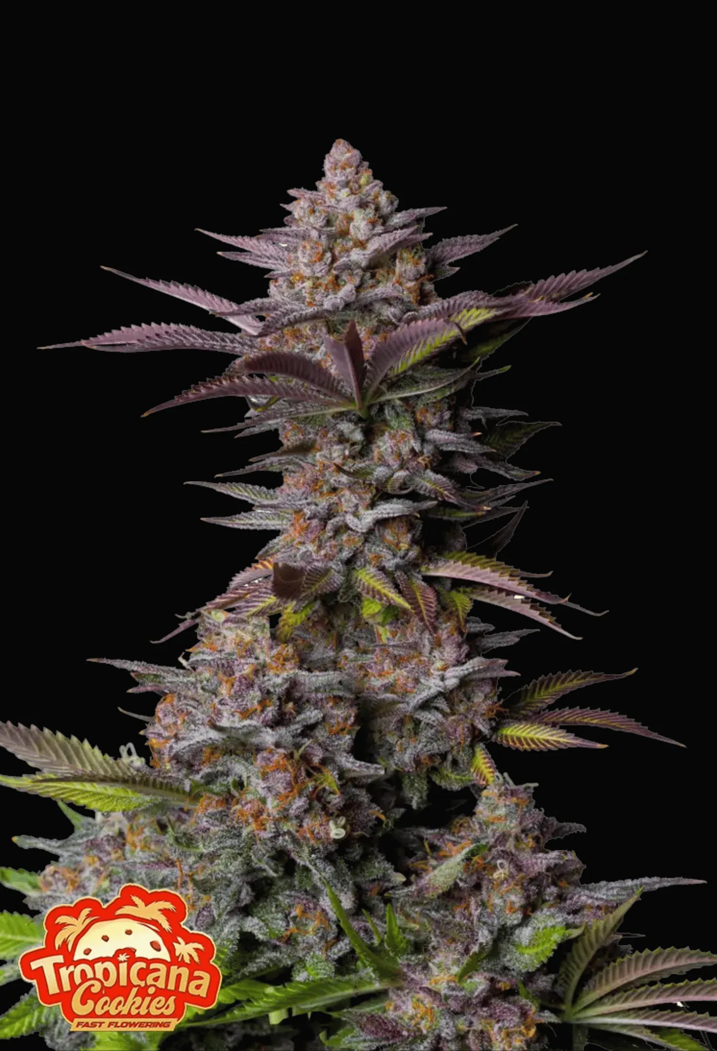 420Fastbuds Tropicana Cookies FF Cannabispflanze mit dunkelvioletten Blüten und fruchtig-zitronigem Aroma – Fast Flowering Genetik mit bis zu 27 % THC