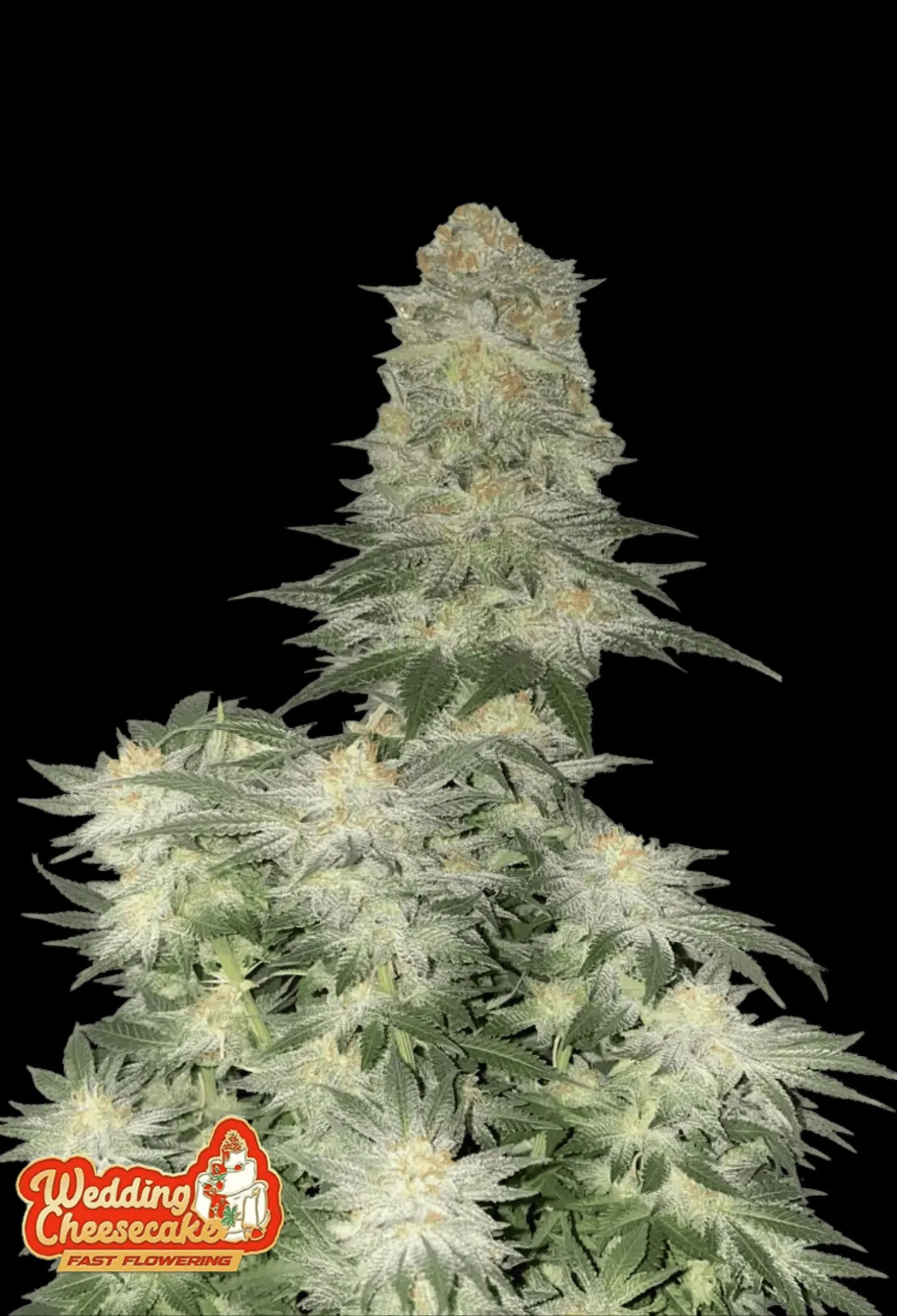 420Fastbuds Wedding Cheesecake FF Cannabispflanze mit dichten, harzigen Buds und cremig-süßem Terpenprofil – schnell blühende Hybrid-Sorte