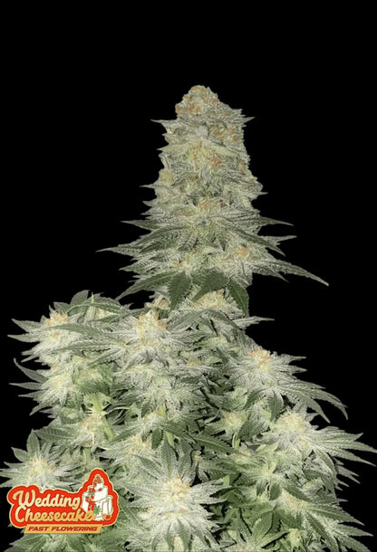 420Fastbuds Wedding Cheesecake FF Cannabispflanze mit dichten, harzigen Buds und cremig-süßem Terpenprofil – schnell blühende Hybrid-Sorte