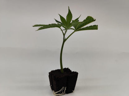 Super Silver Haze (Green House Seeds)