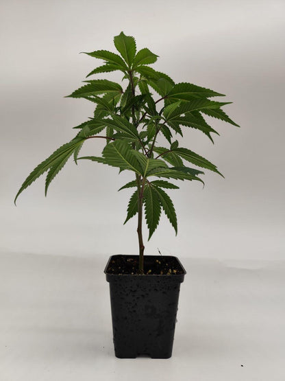 Gorilla Glue 4 (Growers Choice)