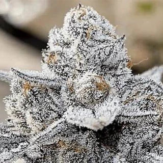 White Devil (US Cut) - Woodpecker's Farm