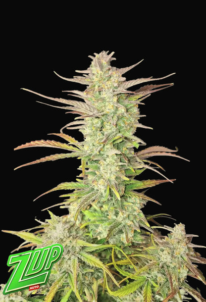 420Fastbuds Z-UP Cannabis-Pflanze in voller Blüte mit dichten, harzbedeckten Buds – Autoflowering Sorte aus hochwertigen Samen