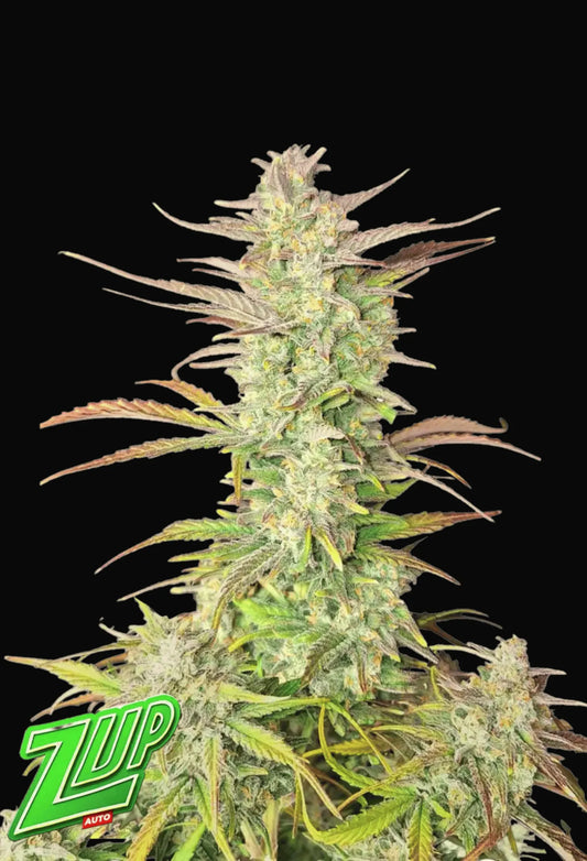 420Fastbuds Z-UP Cannabis-Pflanze in voller Blüte mit dichten, harzbedeckten Buds – Autoflowering Sorte aus hochwertigen Samen